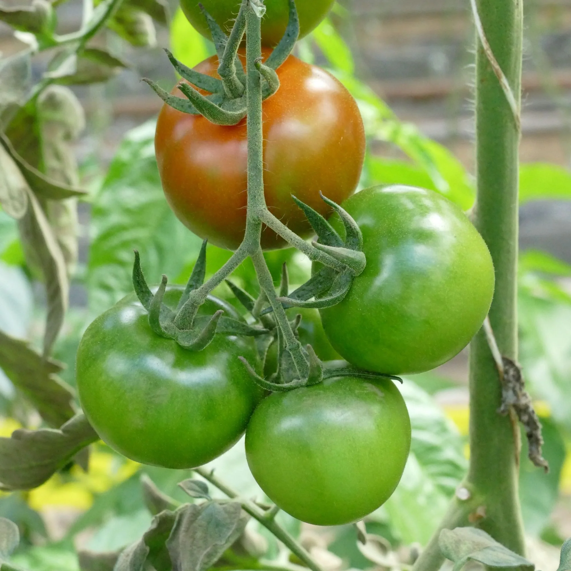Cocktailtomate 'Reginella', F1 - Image 2