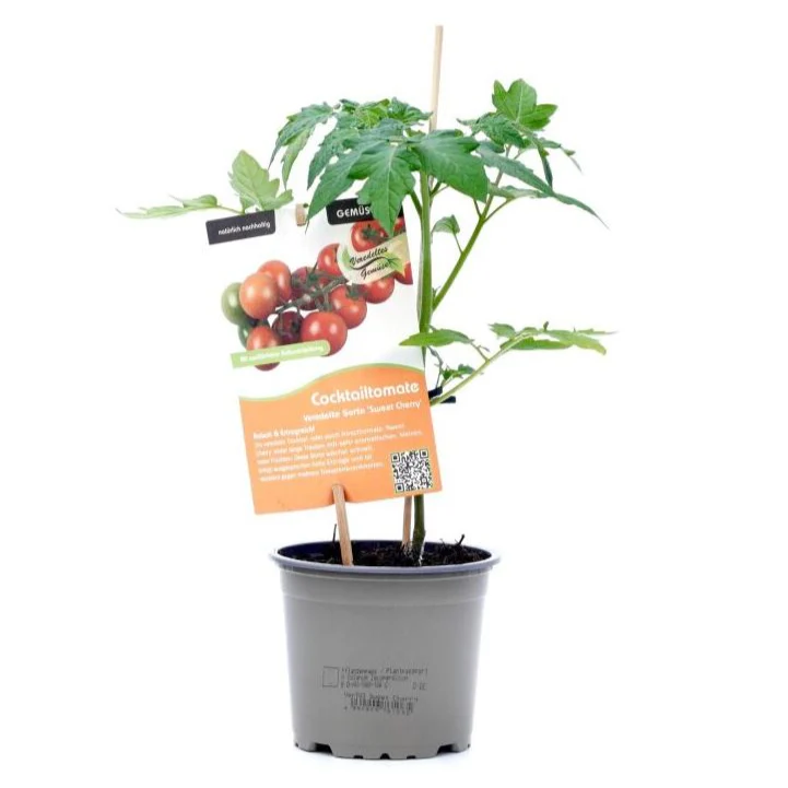 Cocktailtomate 'Sweet Cherry', veredelt - Image 3