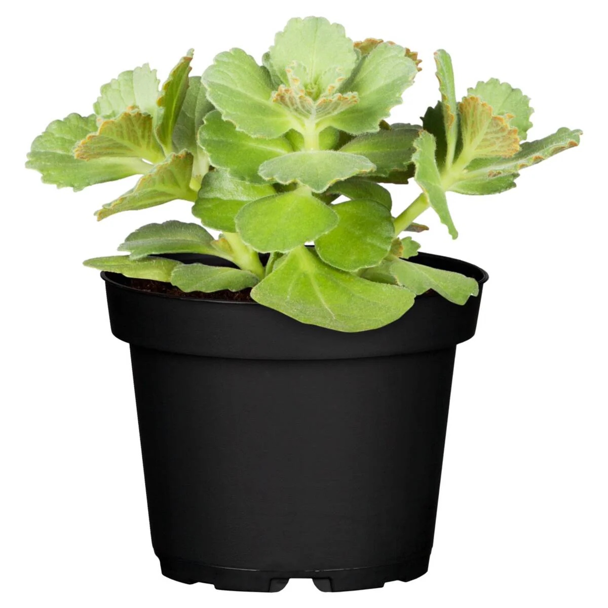 Coleus 'Dackel ab®' - Pflanze - Image 2