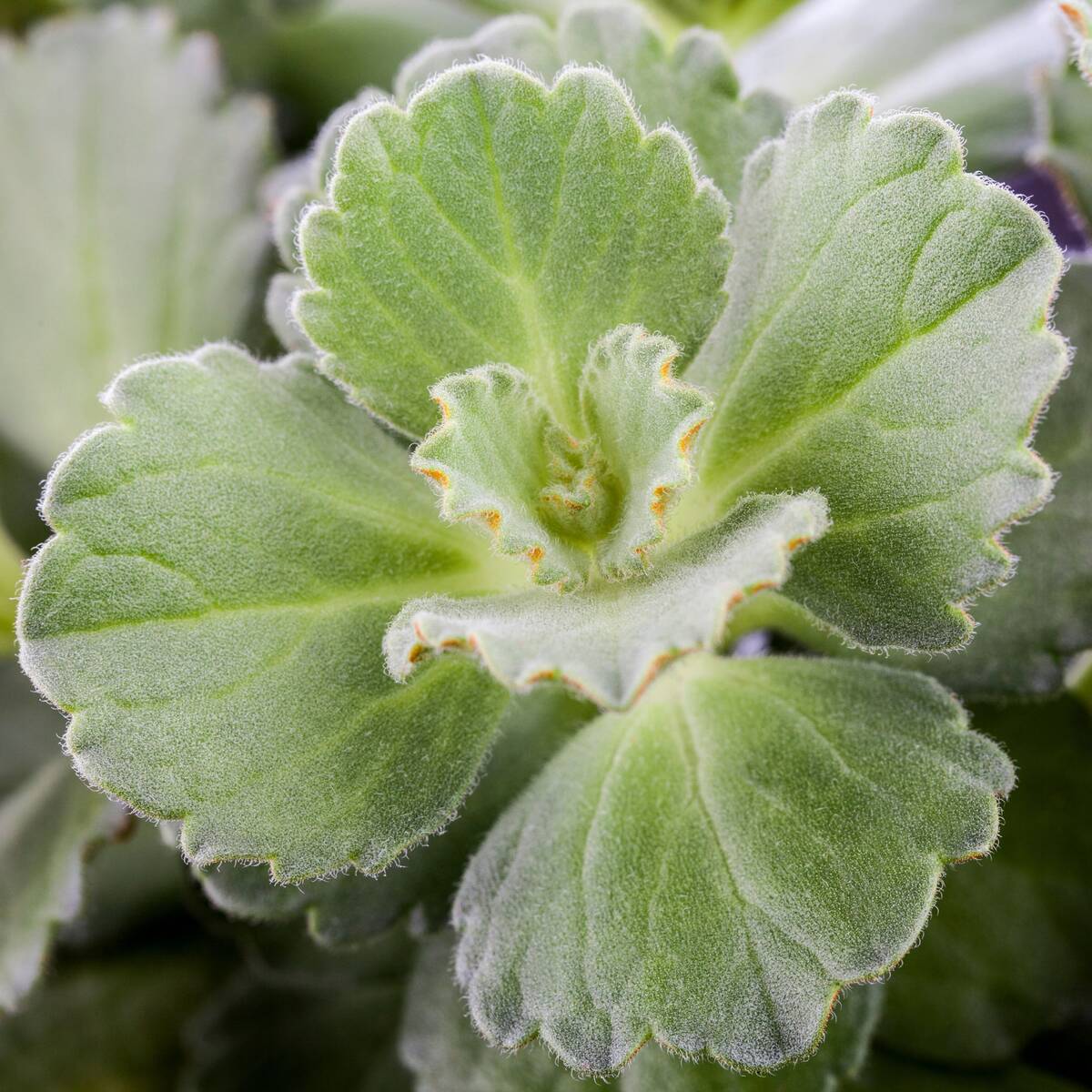Coleus 'Dackel ab®' - Pflanze - Image 3