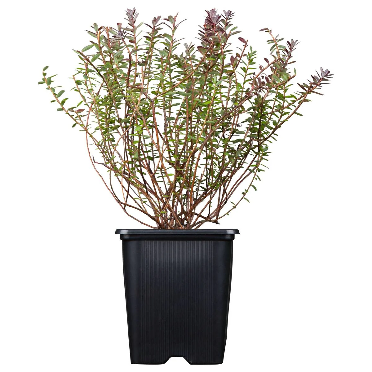 Cranberry - Image 2