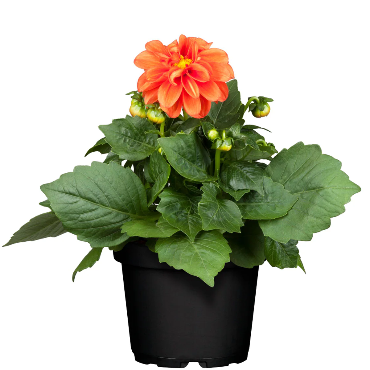 Dahlie - Image 10