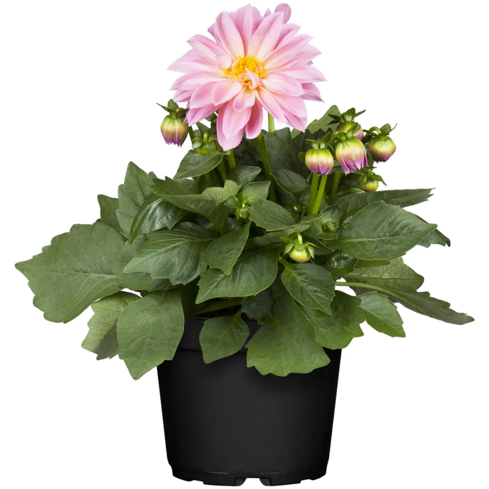 Dahlie - Image 11