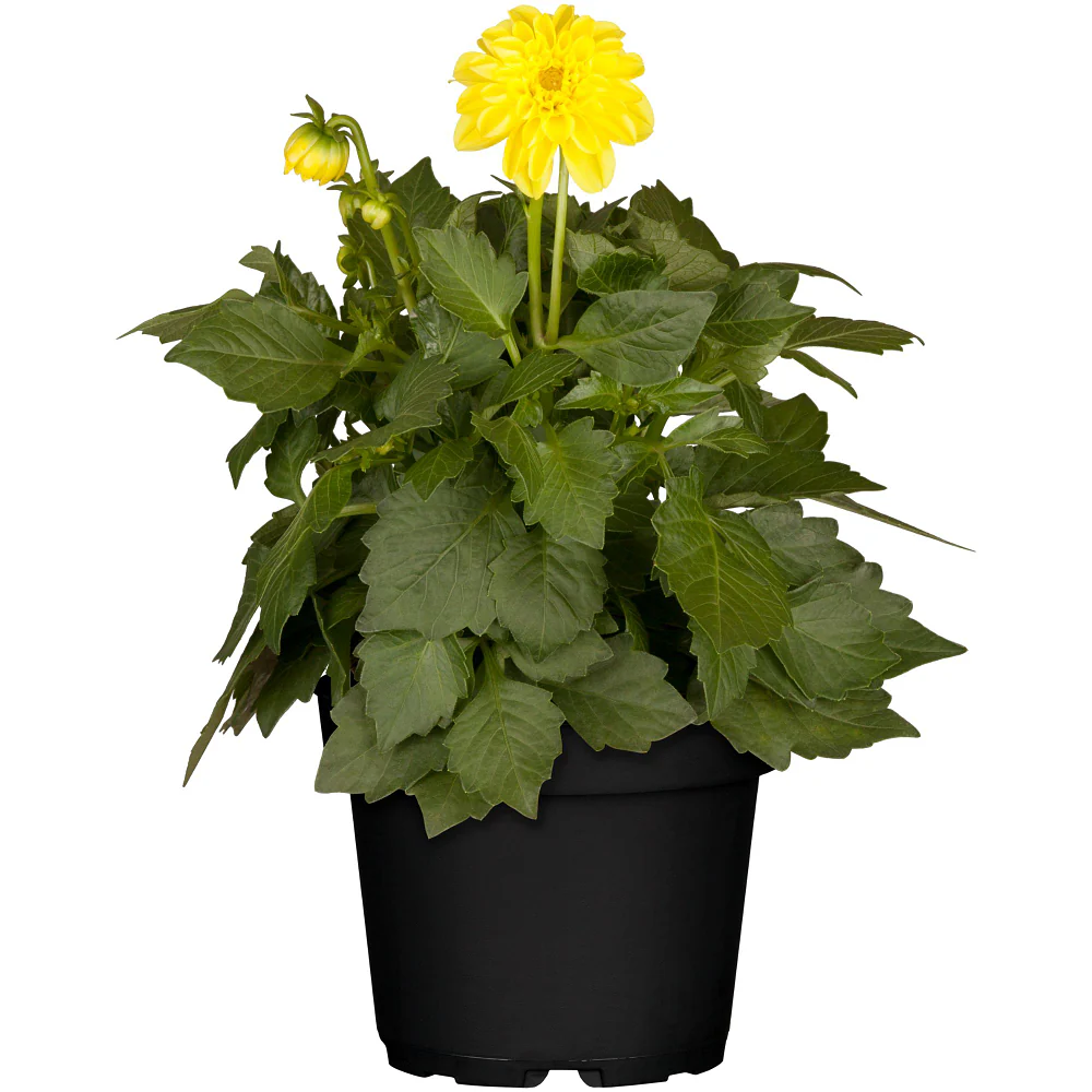 Dahlie - Image 6