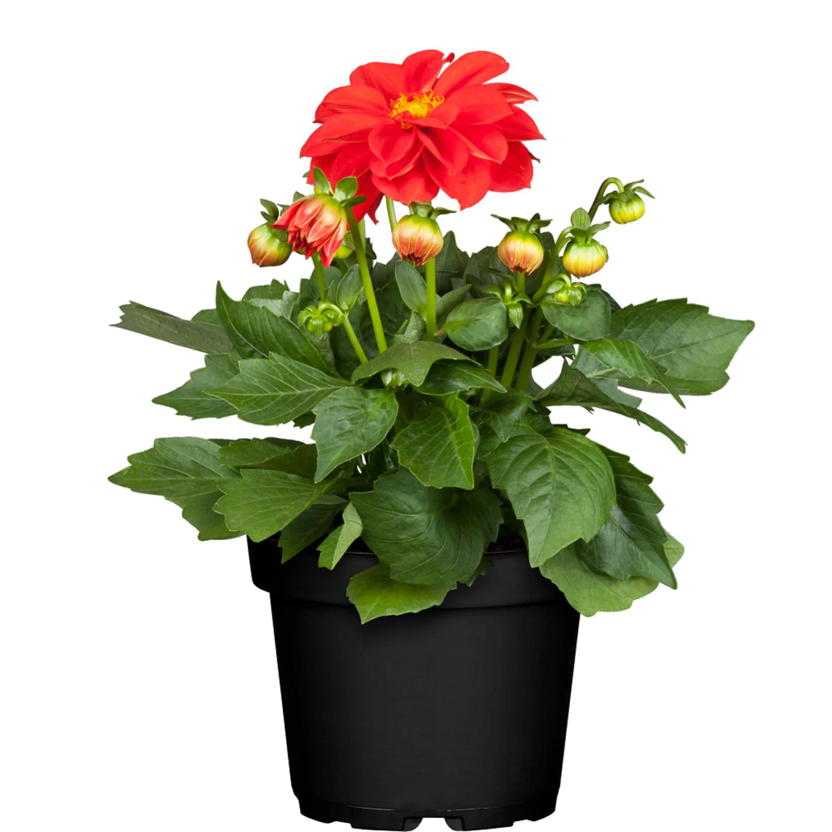 Dahlie - Image 8