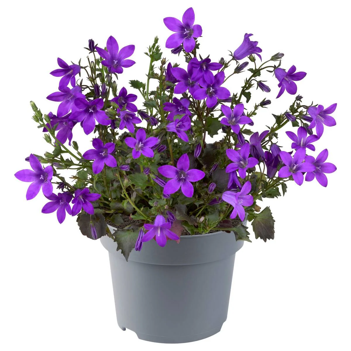 Dalmatiner Glockenblume PetLove - Image 3
