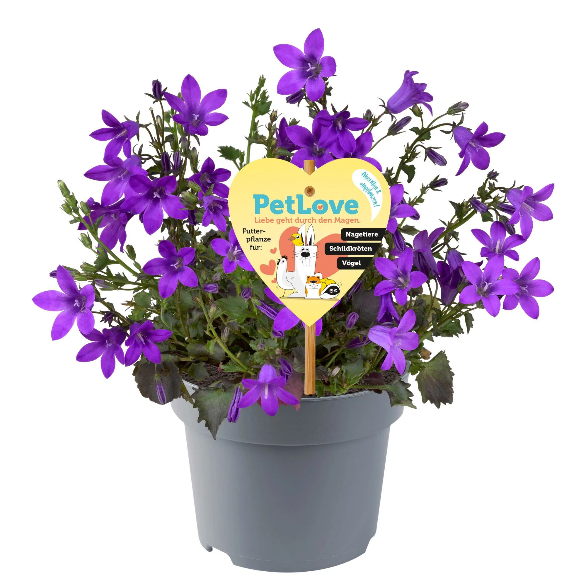 Dalmatiner Glockenblume PetLove - Image 4
