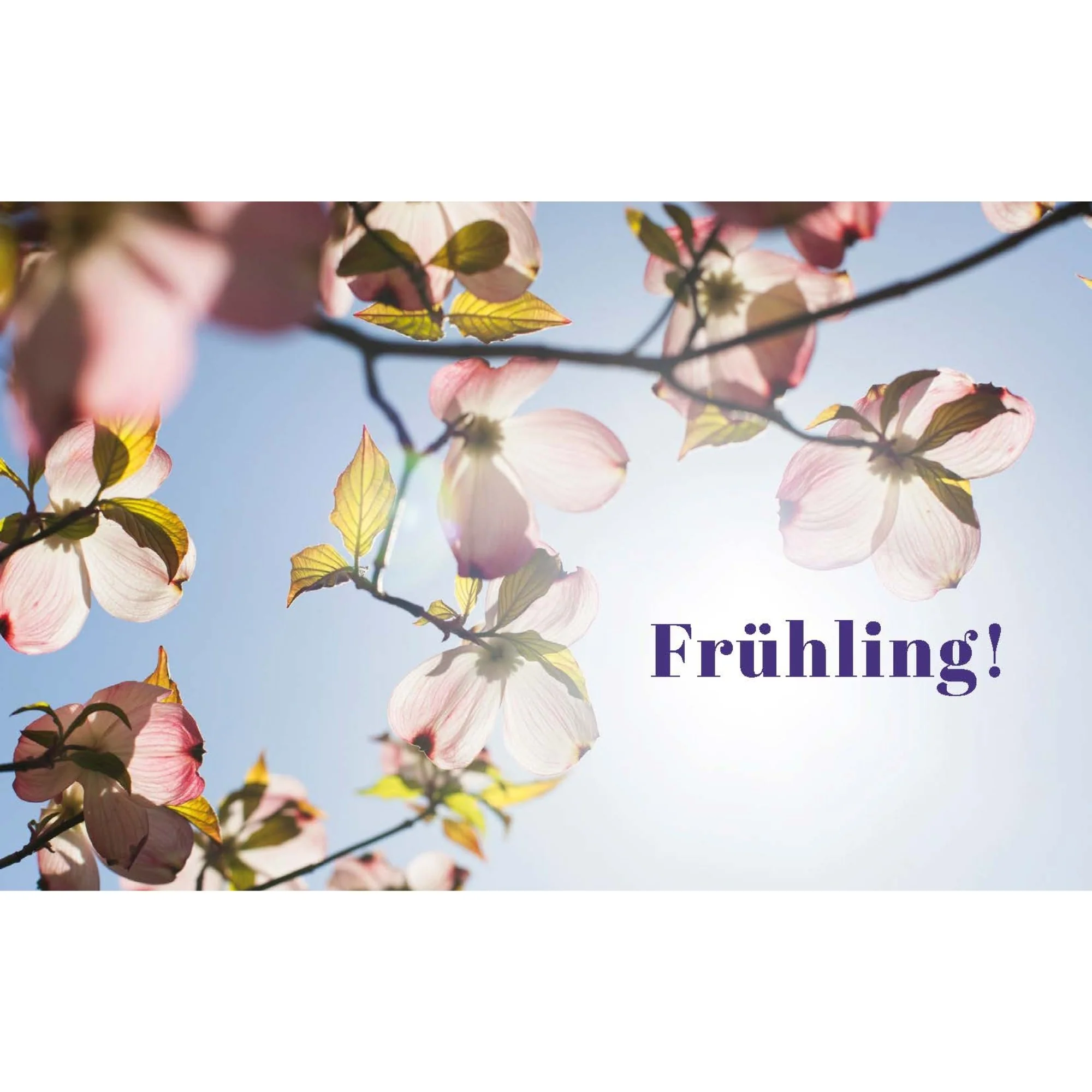 Das Ratgeberbuch 'Dein schöner Garten' - Image 17