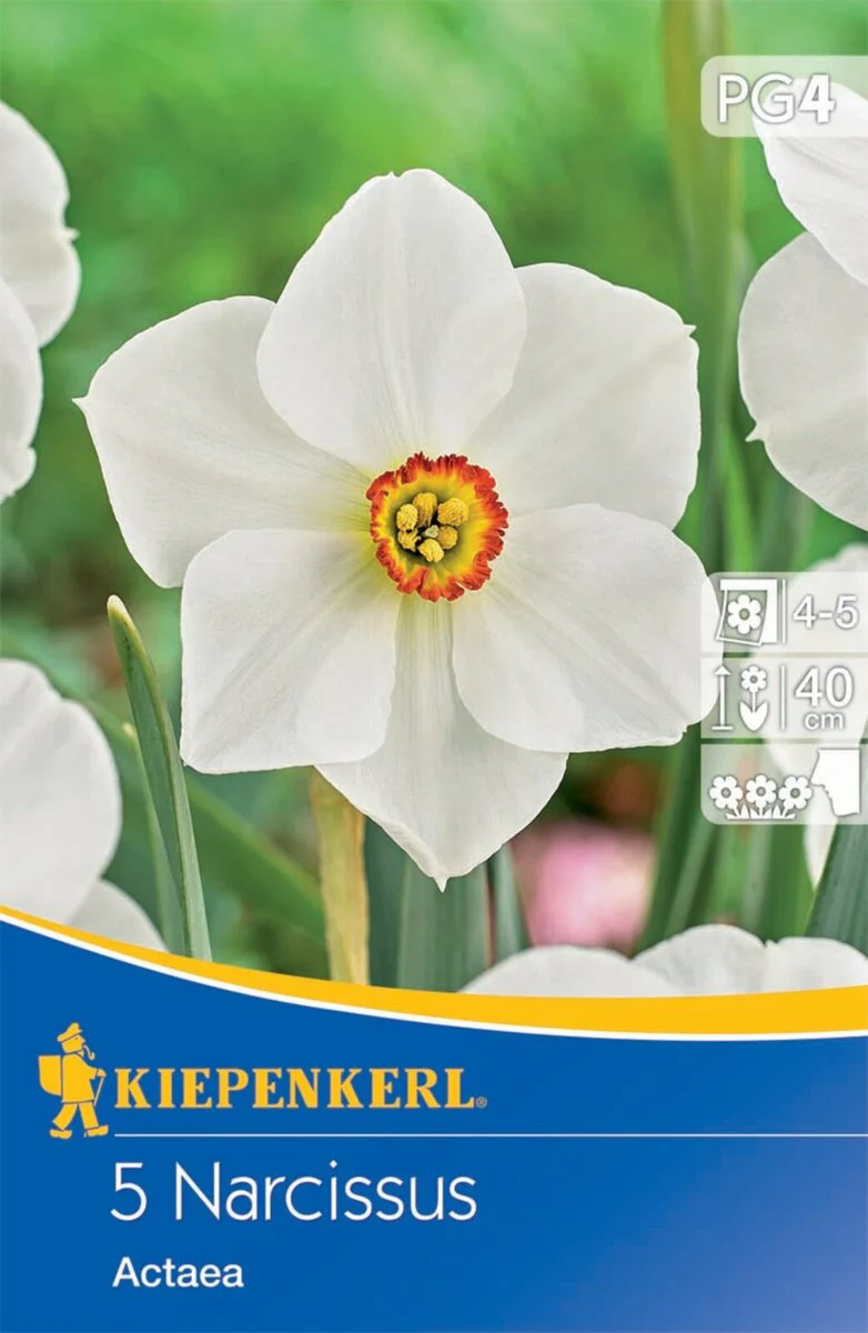 Dichternarzisse 'Actaea', 5 Zwiebeln