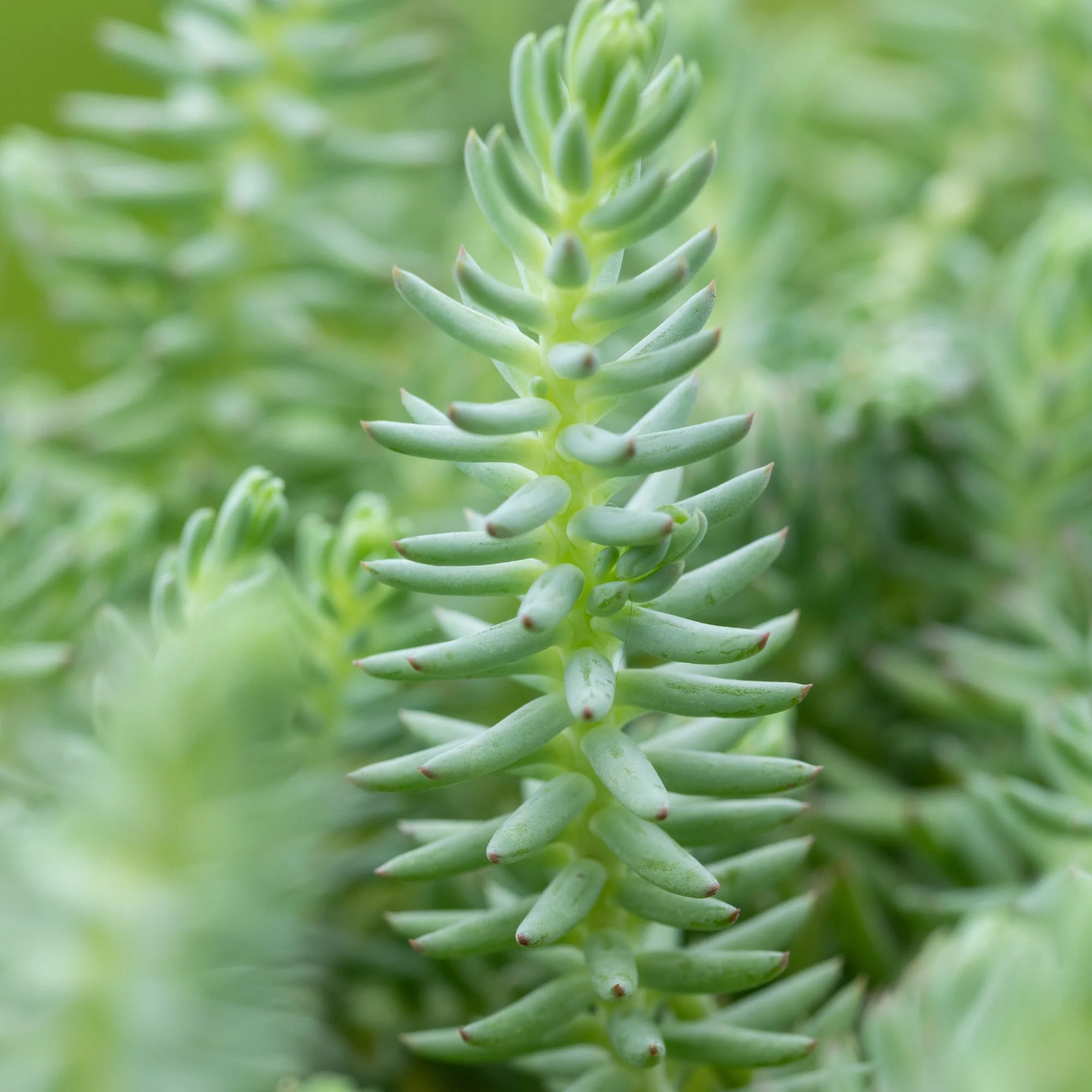 Dickrosettige Felsen-Fettblatt