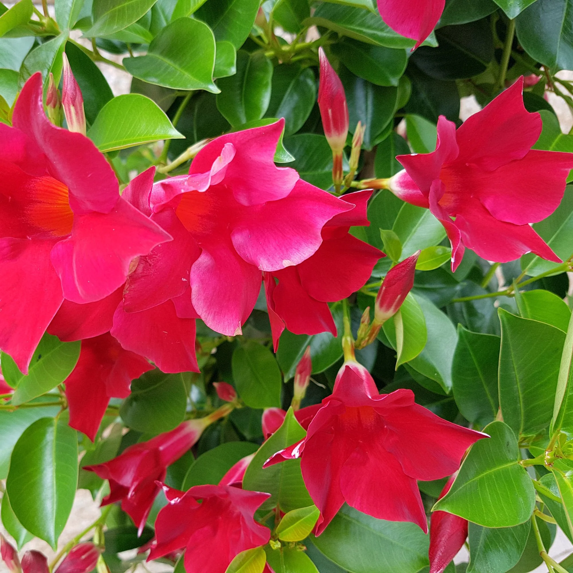 Dipladenia 'Sundaville®' Busch