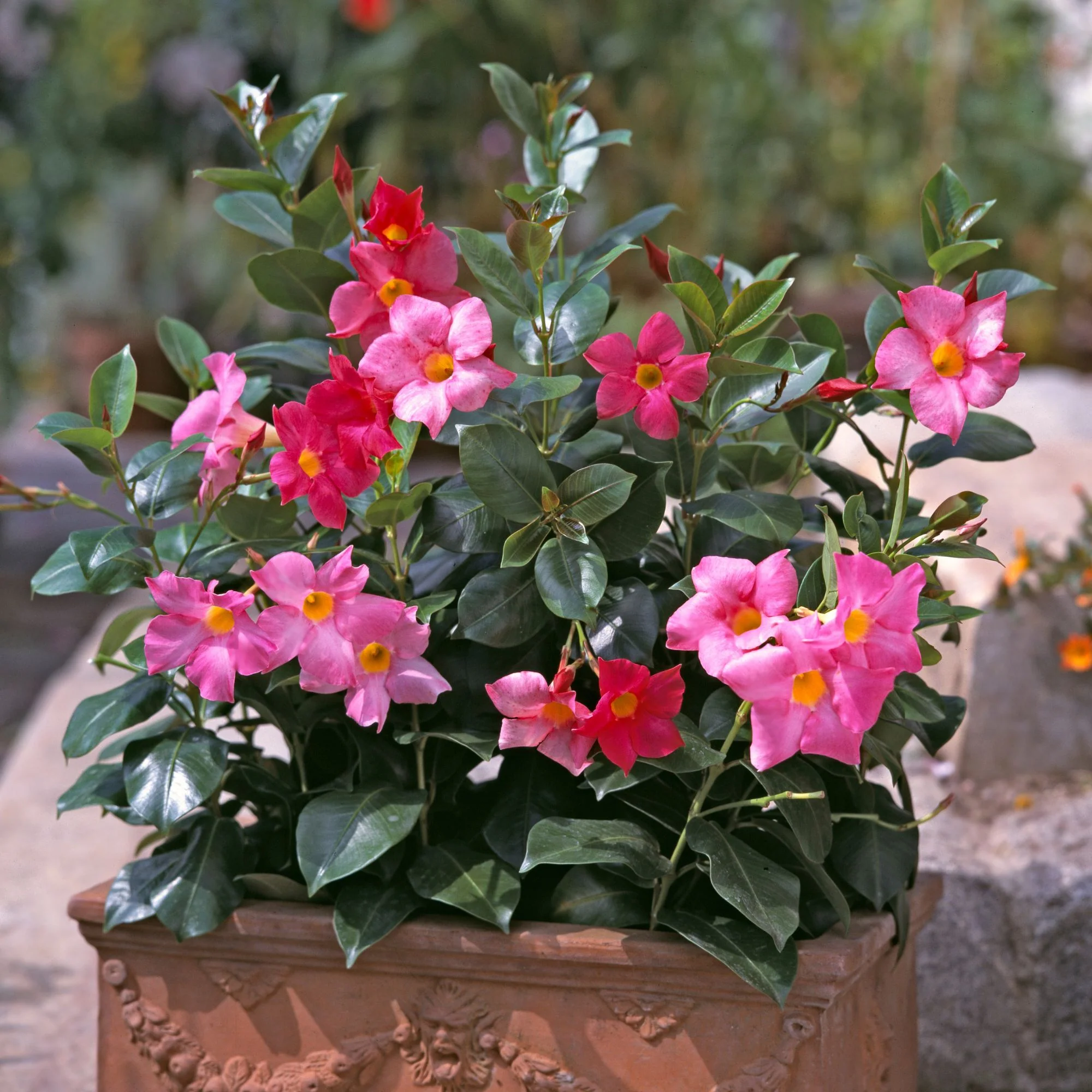 Dipladenia 'Sundaville®' Busch - Image 5