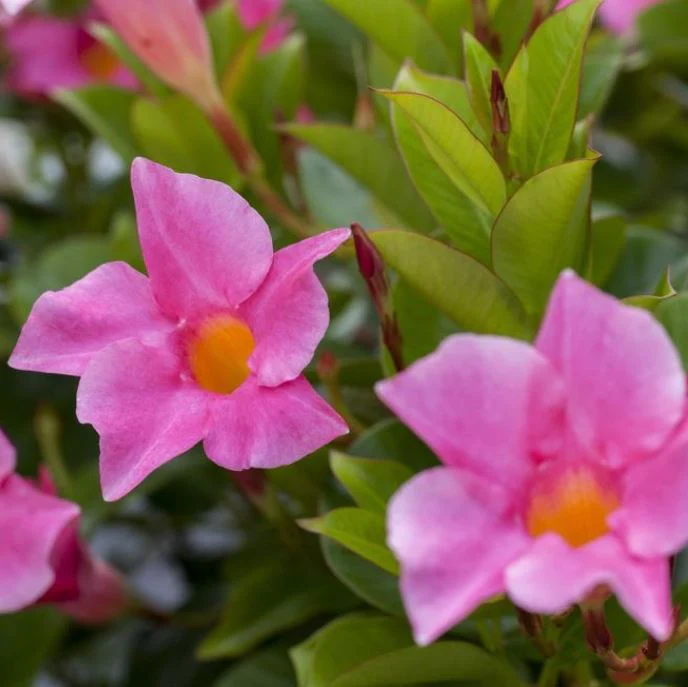 Dipladenia 'Sundaville®' Busch - Image 6
