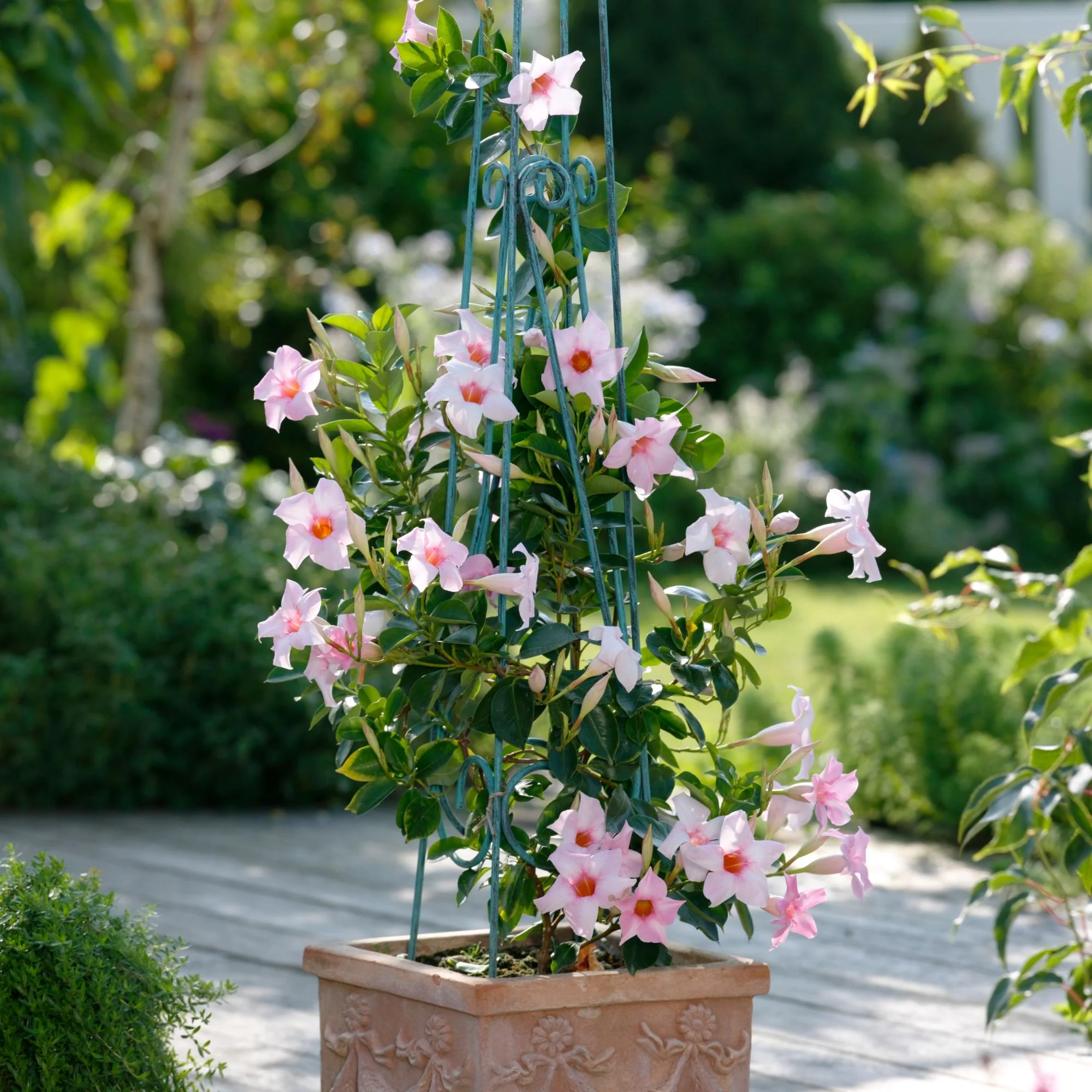 Dipladenia 'Sundaville®' Pyramide