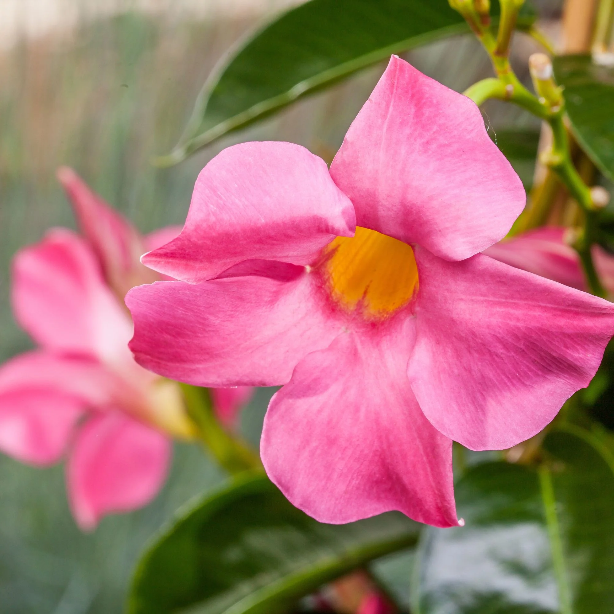 Dipladenia 'Sundaville®' Pyramide - Image 2