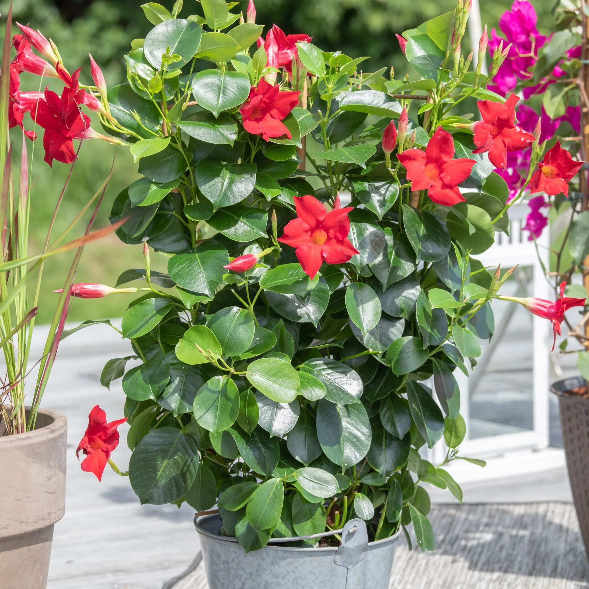 Dipladenia 'Sundaville®' Pyramide - Image 3