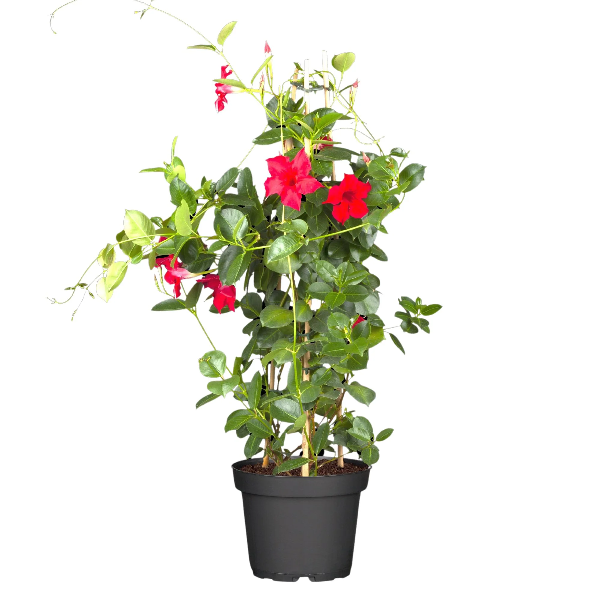Dipladenia 'Sundaville®' Pyramide - Image 4