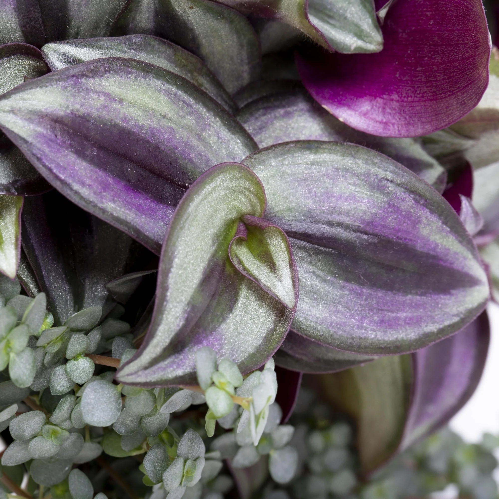 Dreimasterblume - Image 2