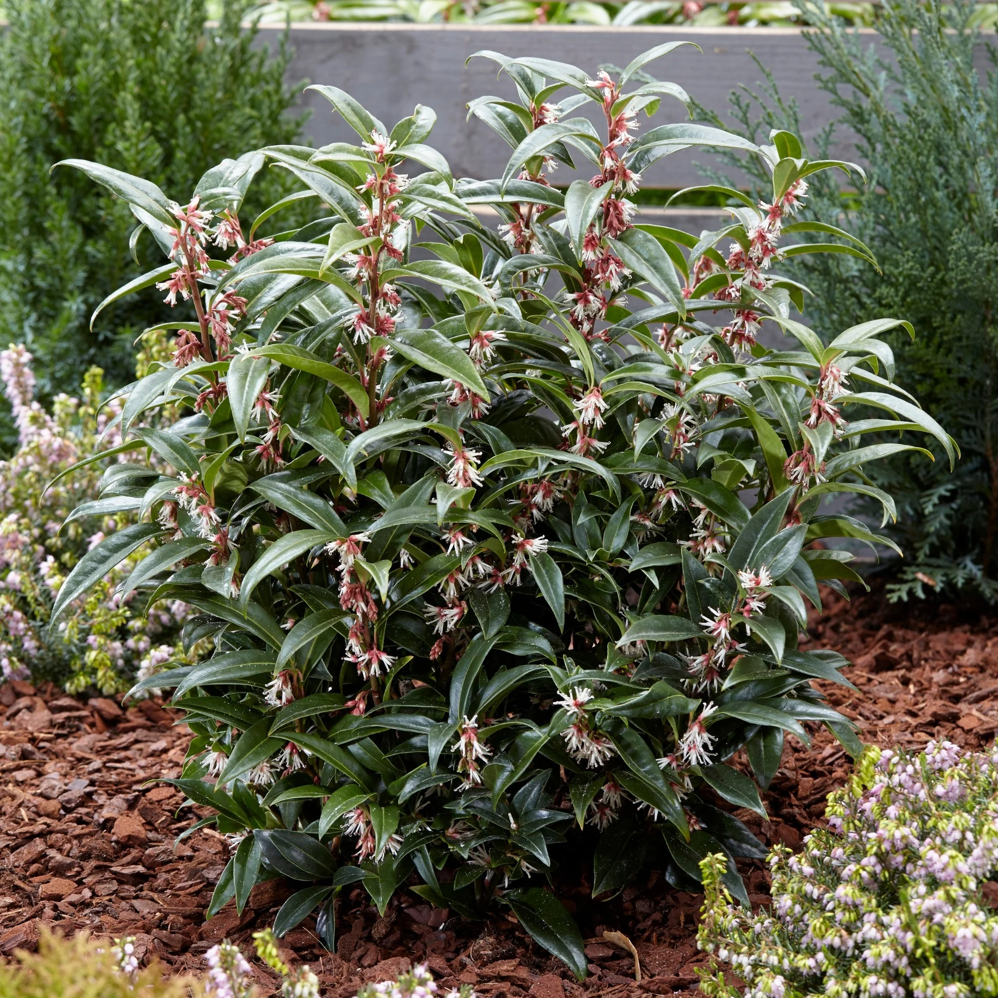 Duftende Schattenblume 'Winter Gem'