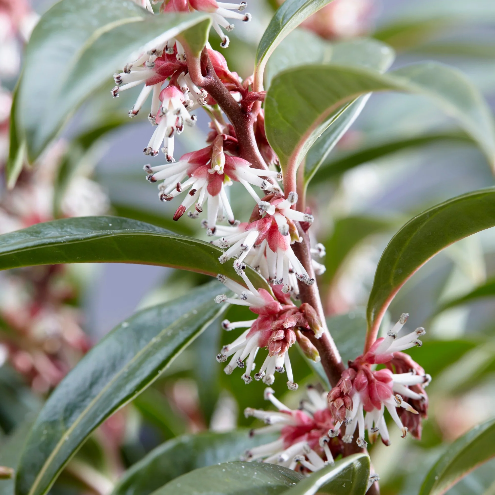 Duftende Schattenblume 'Winter Gem' - Image 2
