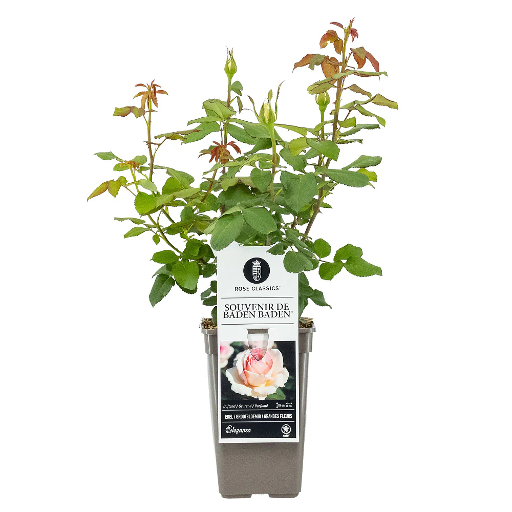 Duftendes Rosen- & Lavendelbeet - Image 6