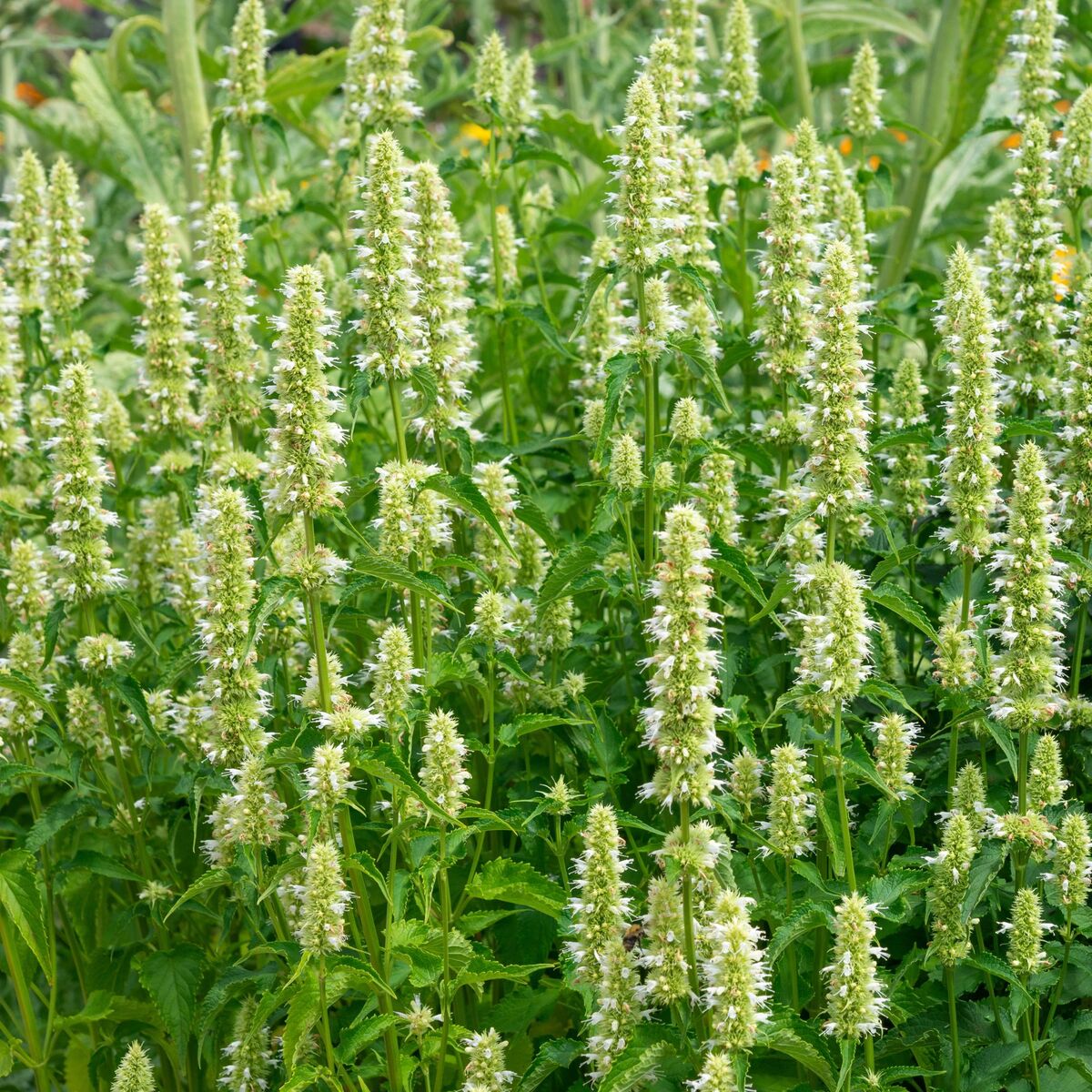 Duftnessel 'Alabaster'