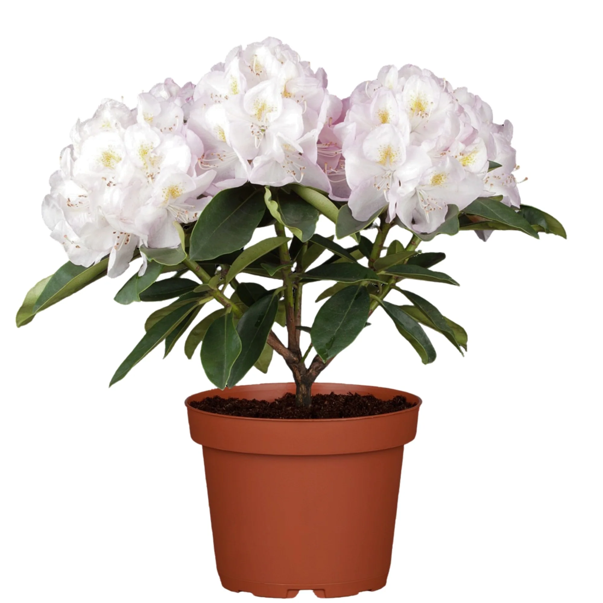 Easydendron® 'Gomer Waterer' - Image 3