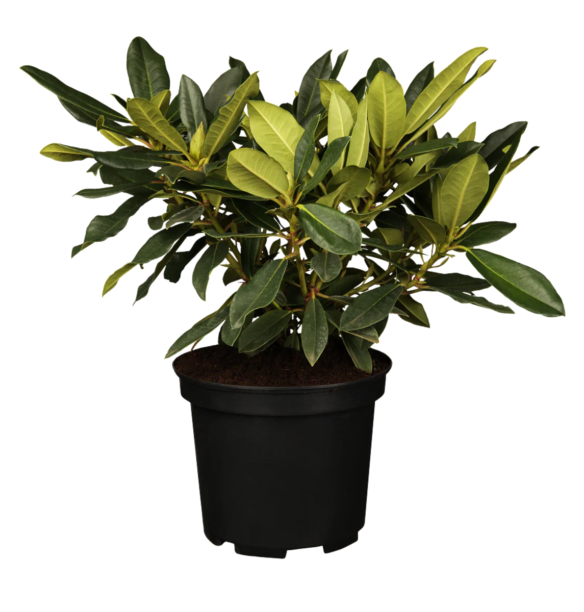 Easydendron® 'Kabarett®' - Image 2