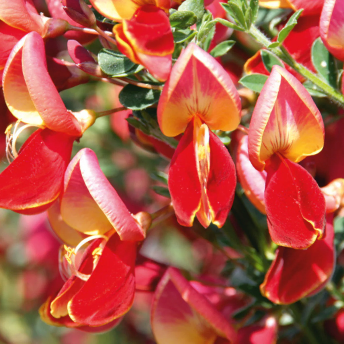 Edelginster 'Roter Favorit'