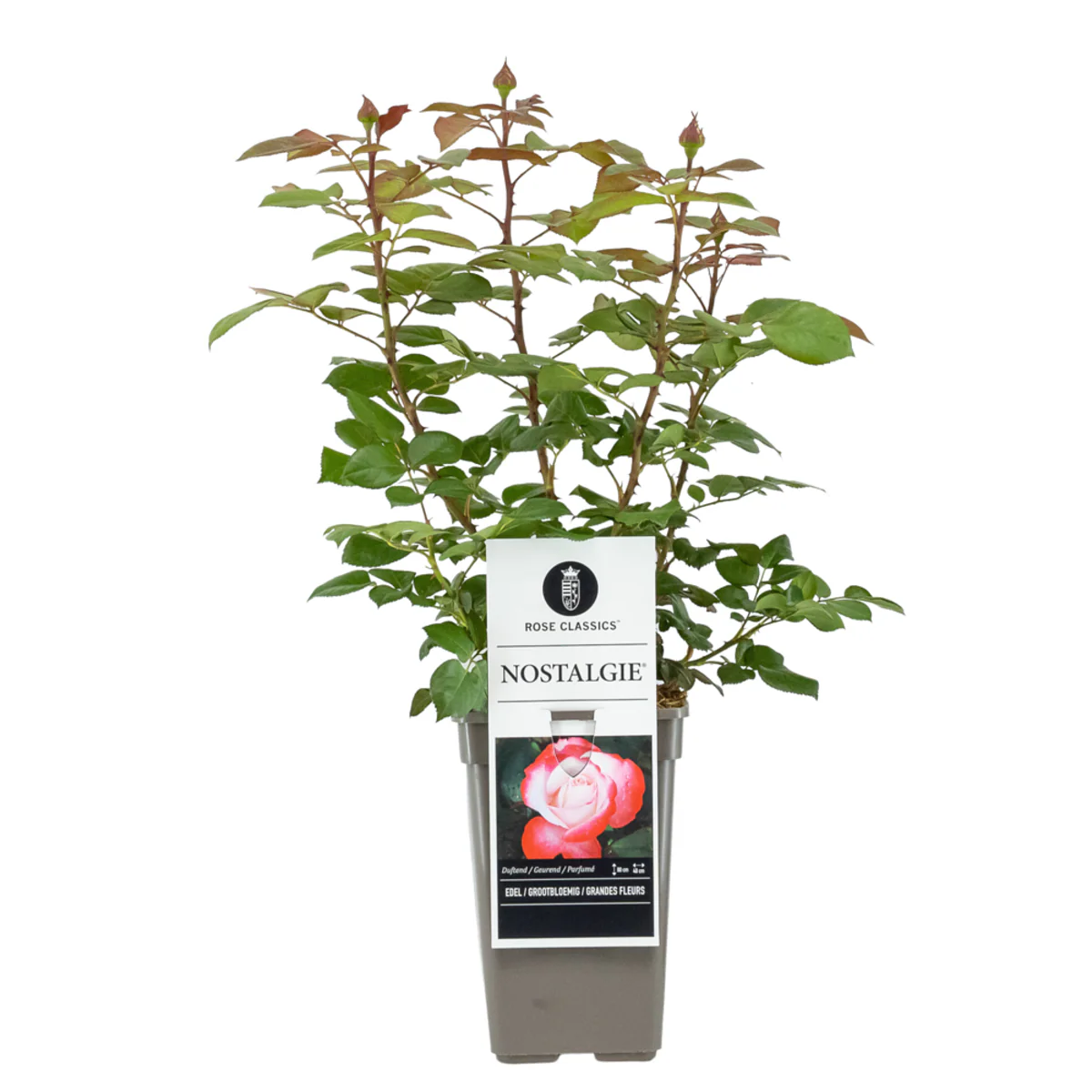 Edelrose 'Nostalgie®' - Image 2
