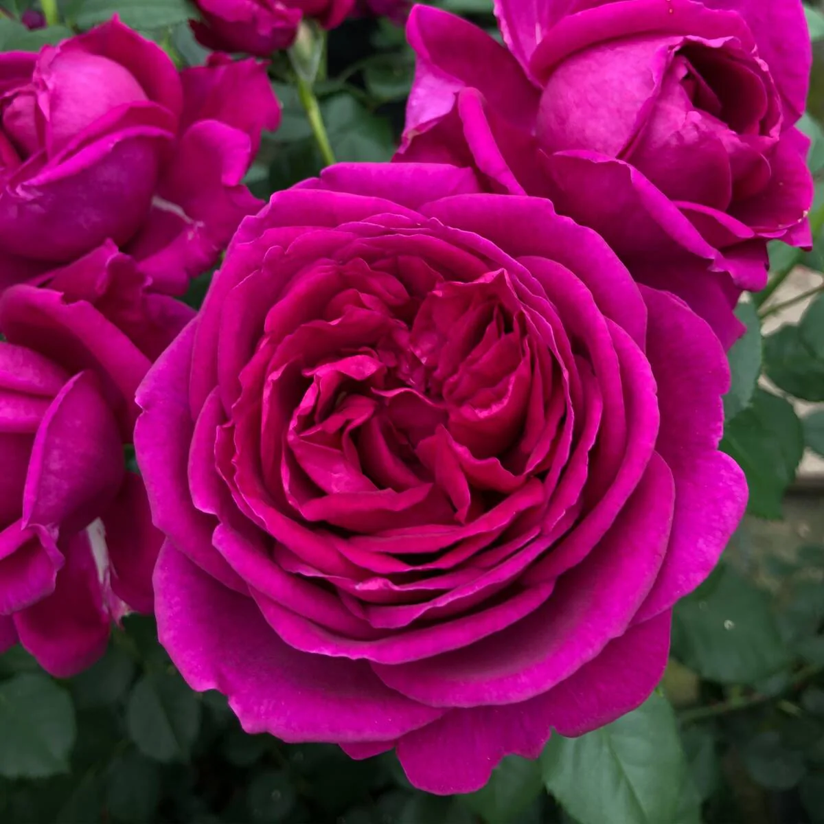 Parfum de Nature® Edelrose 'Für Elise®'