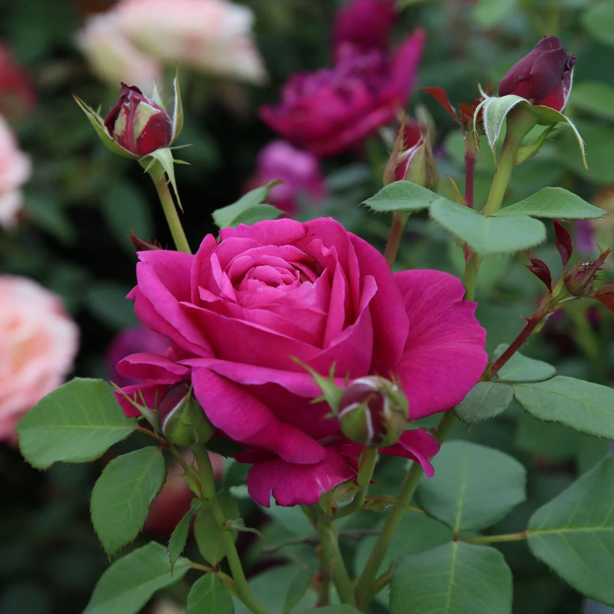 Parfum de Nature® Edelrose 'Für Elise®' - Image 2