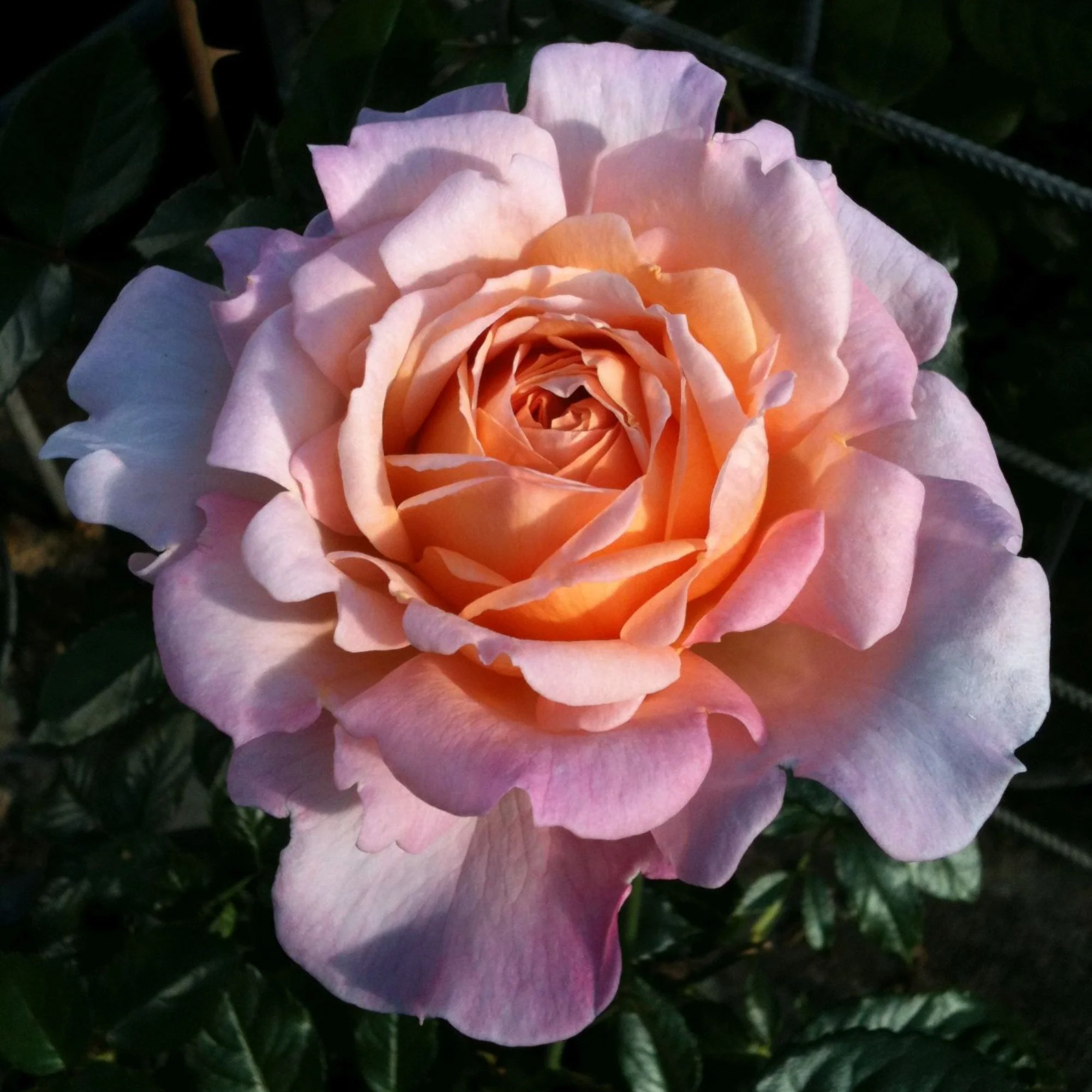 Parfuma® Edelrose 'Großherzogin Luise®' - Image 3
