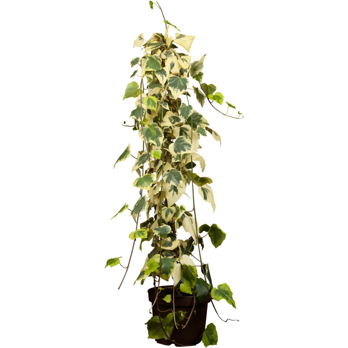 Efeu 'Dentata Variegata' - Image 2