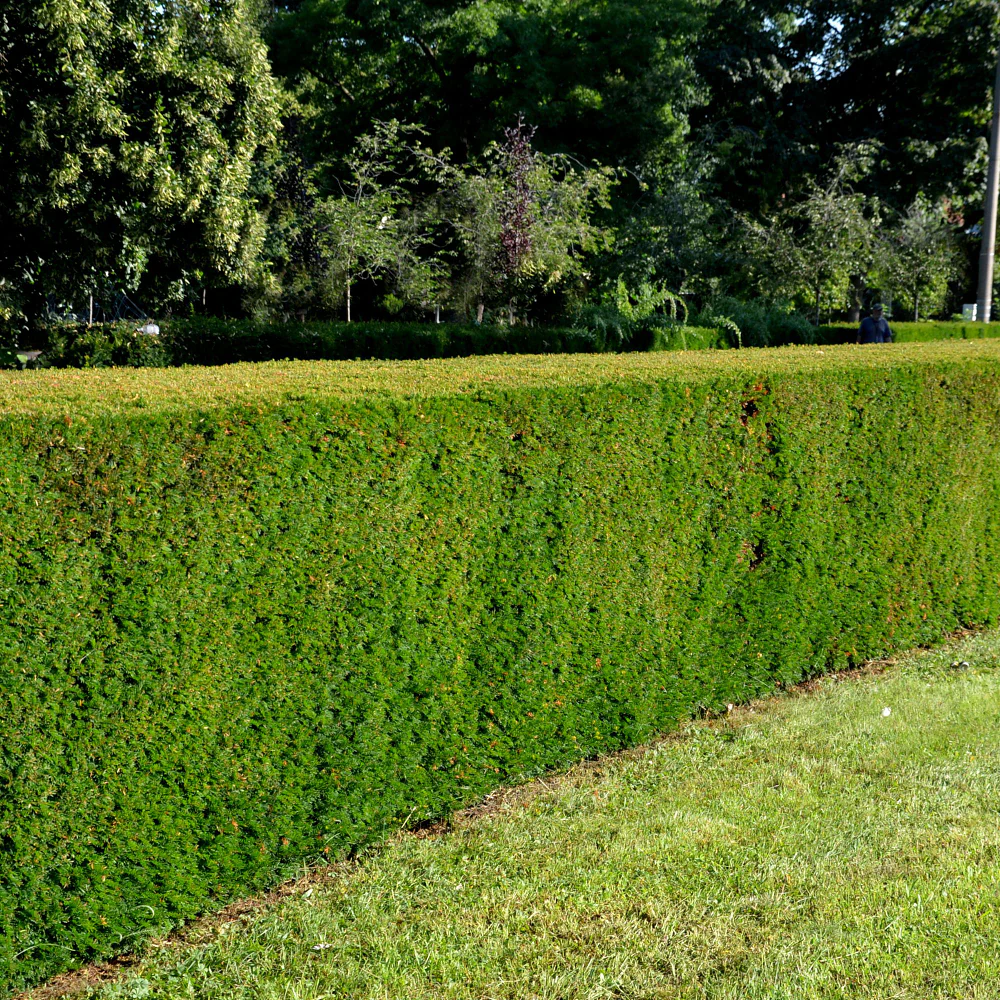 Eibe-Hecke