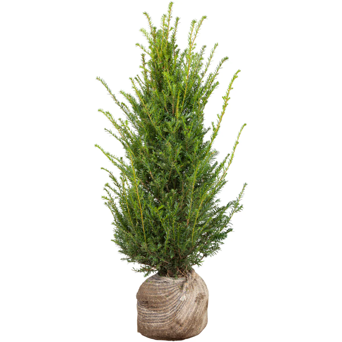 Eibe-Hecke - Image 2