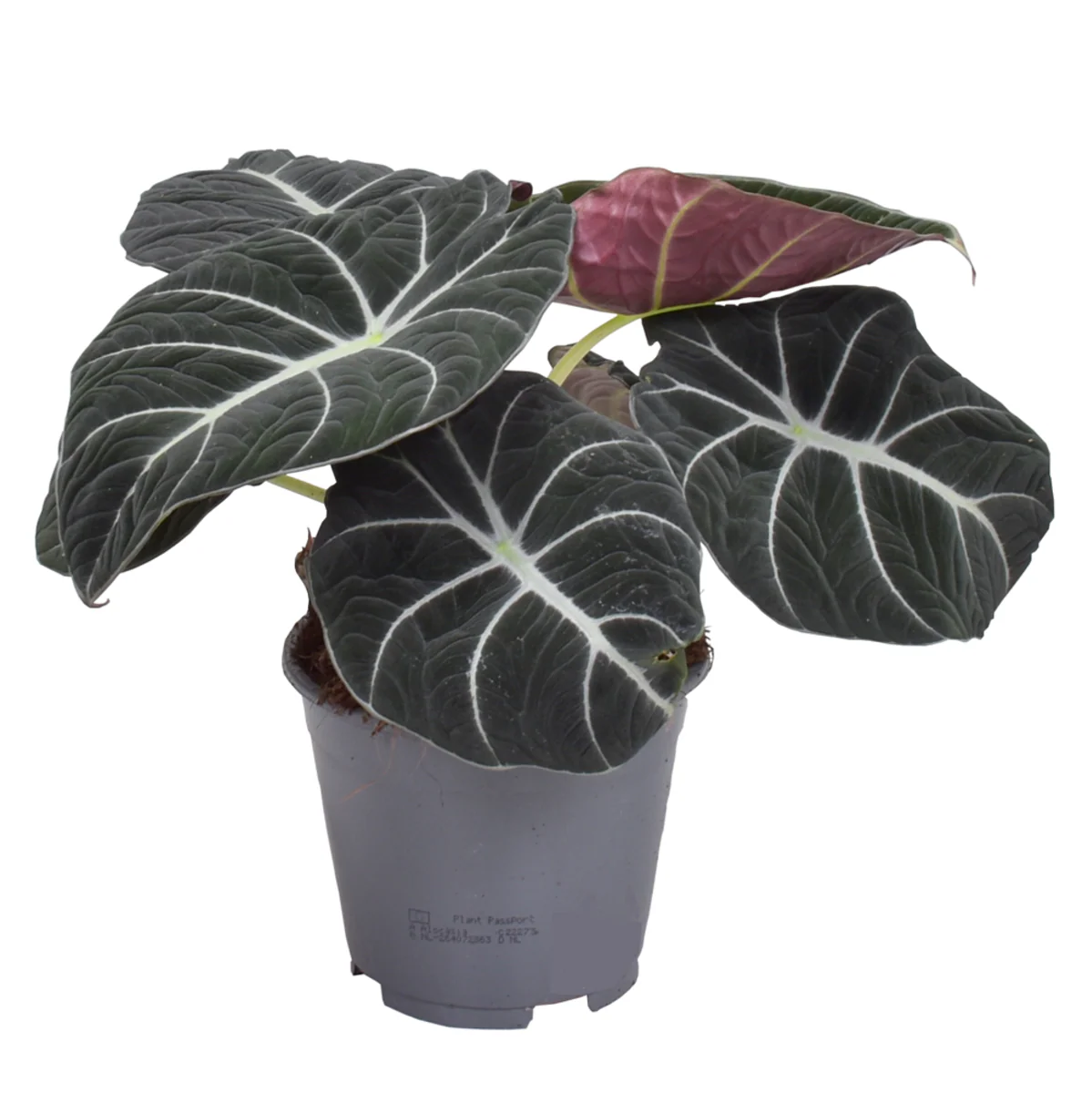 Elefantenohr 'Black Velvet'