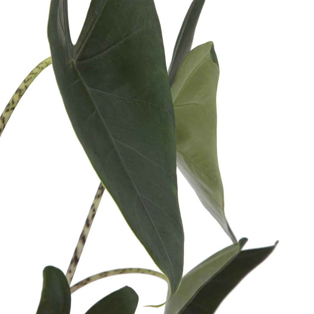 Elefantenohr 'Zebrina' - Image 4
