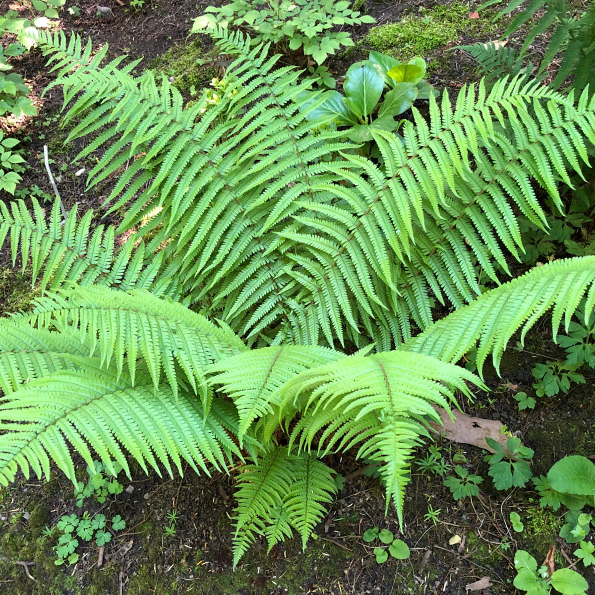 Vorschaubild 1