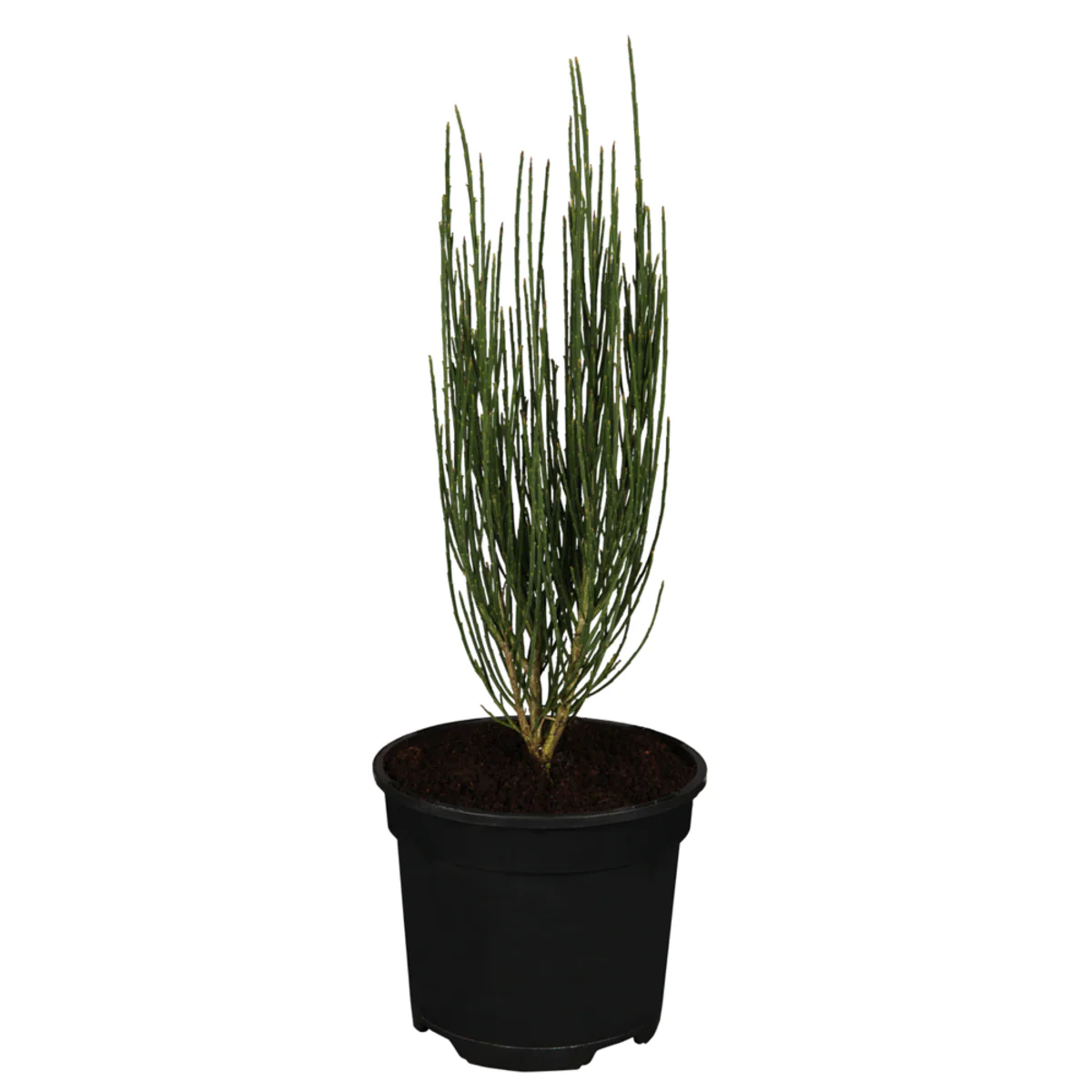 Elfenbein-Ginster 'Dukaat' - Image 2