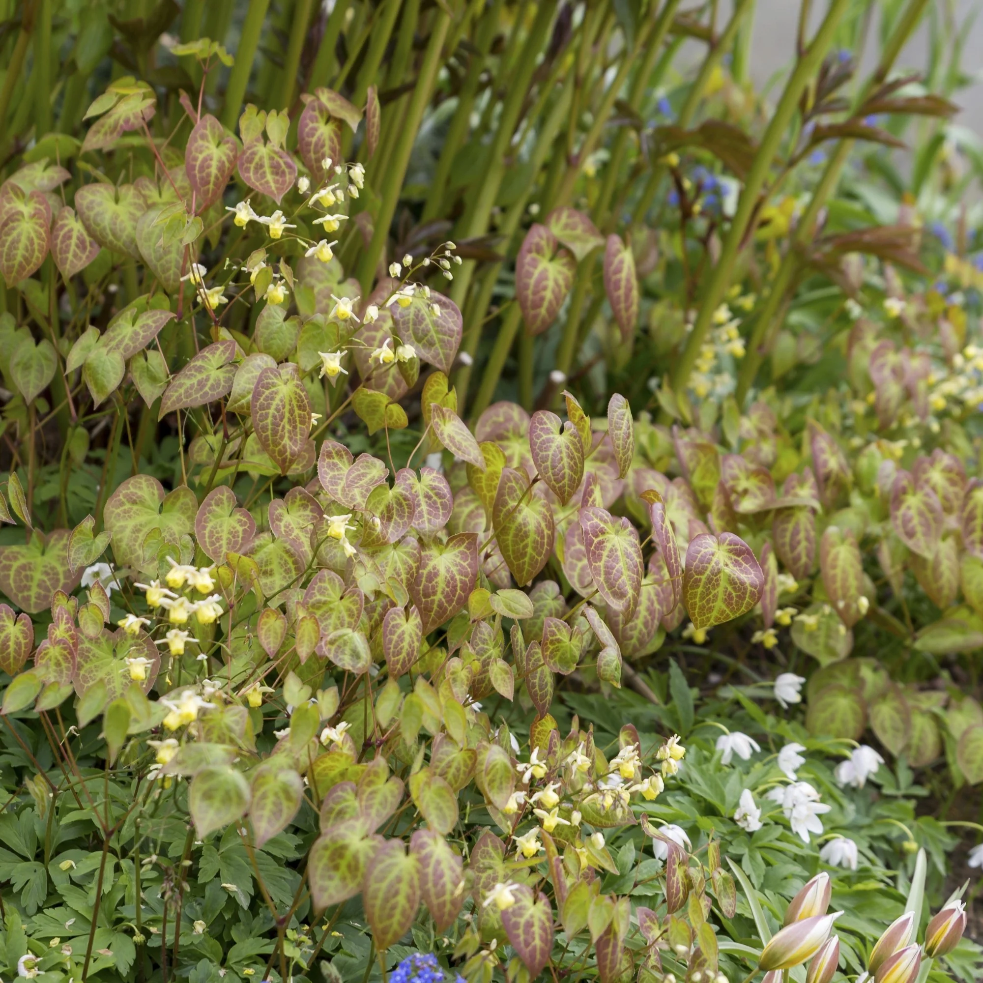 Elfenblume 'Sulphureum'