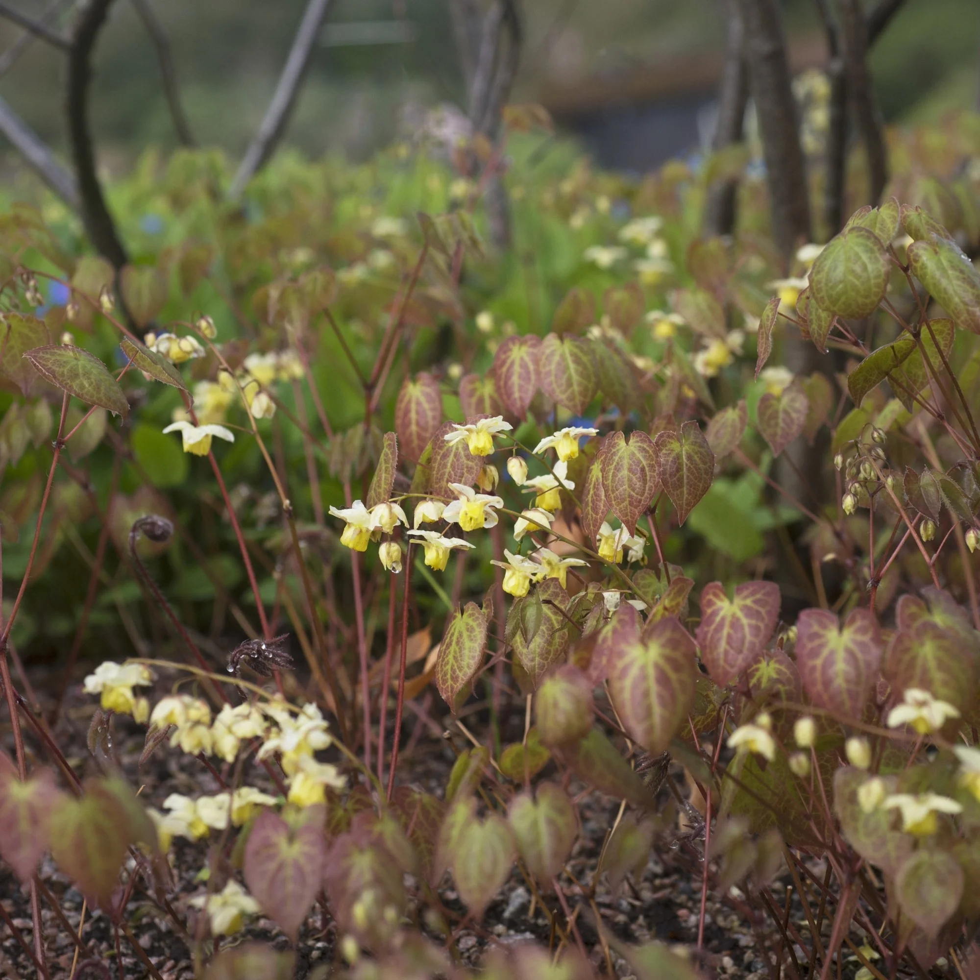 Elfenblume 'Sulphureum' - Image 2