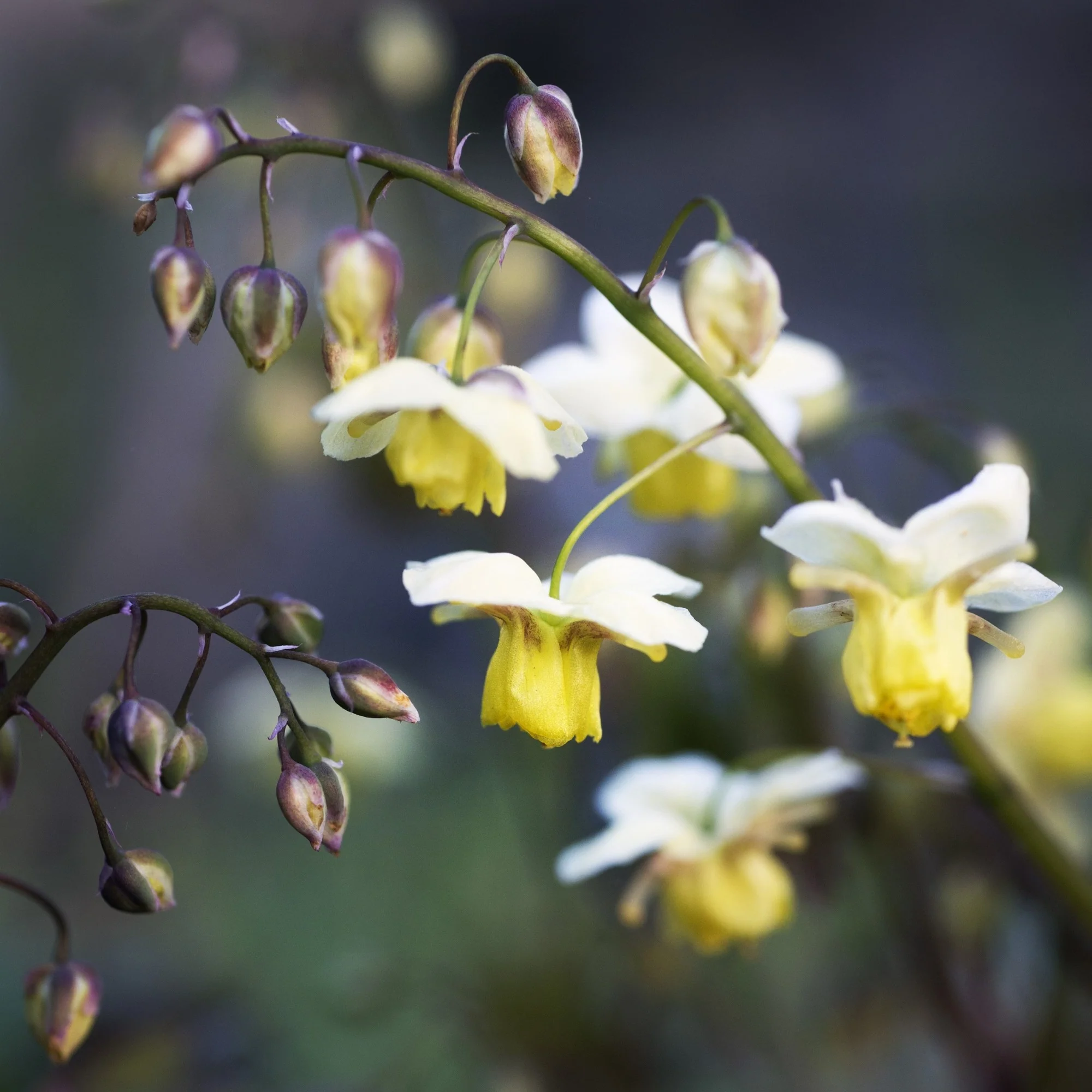 Elfenblume 'Sulphureum' - Image 3