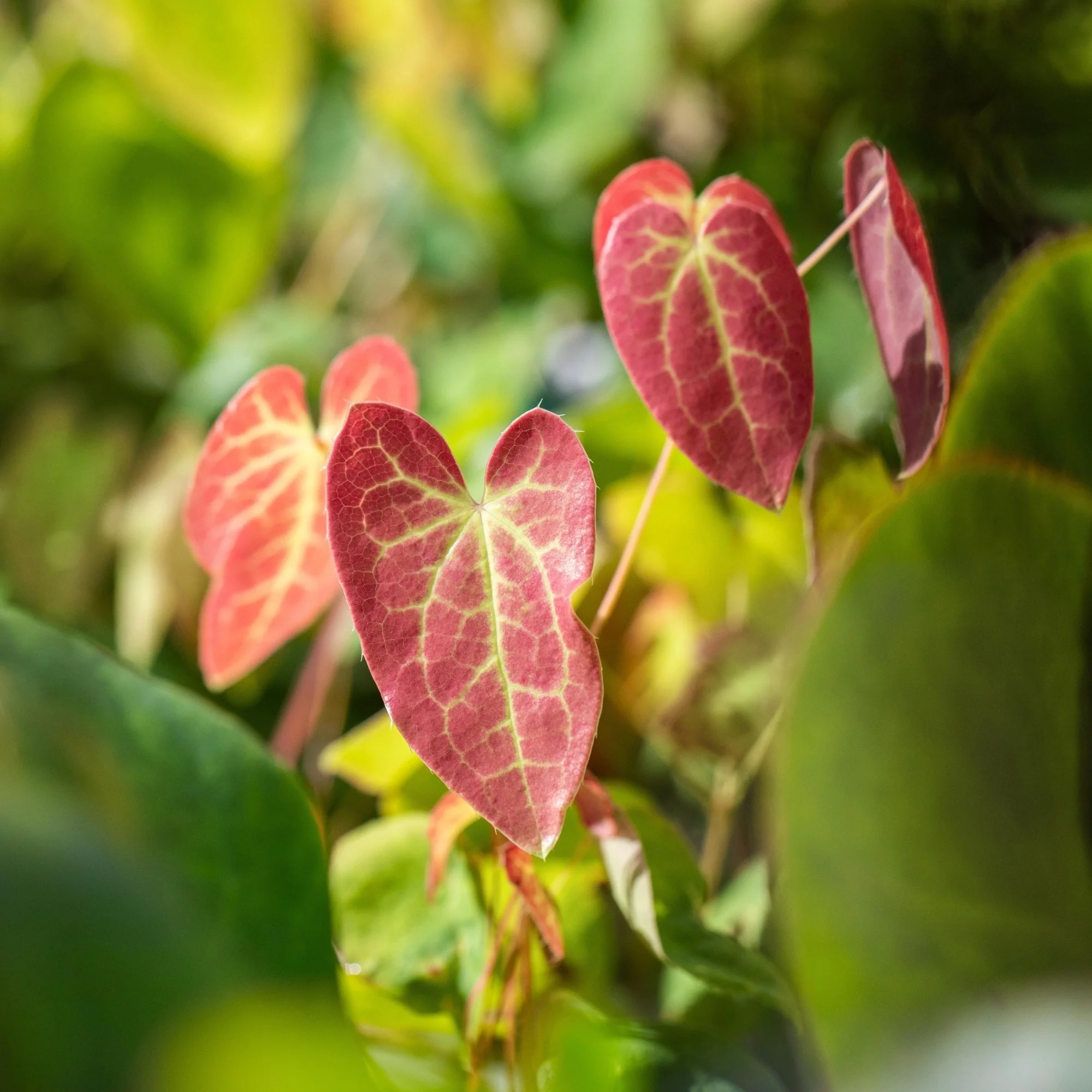Elfenblume 'Sulphureum' - Image 4