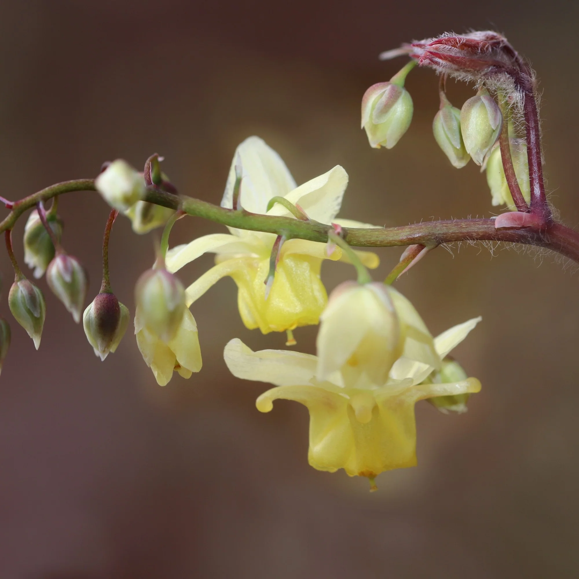 Elfenblume 'Sulphureum' - Image 6
