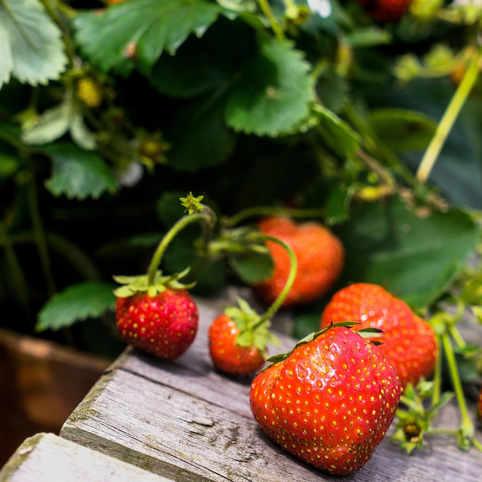 Erdbeere 'Lucky Berry®' - Image 3