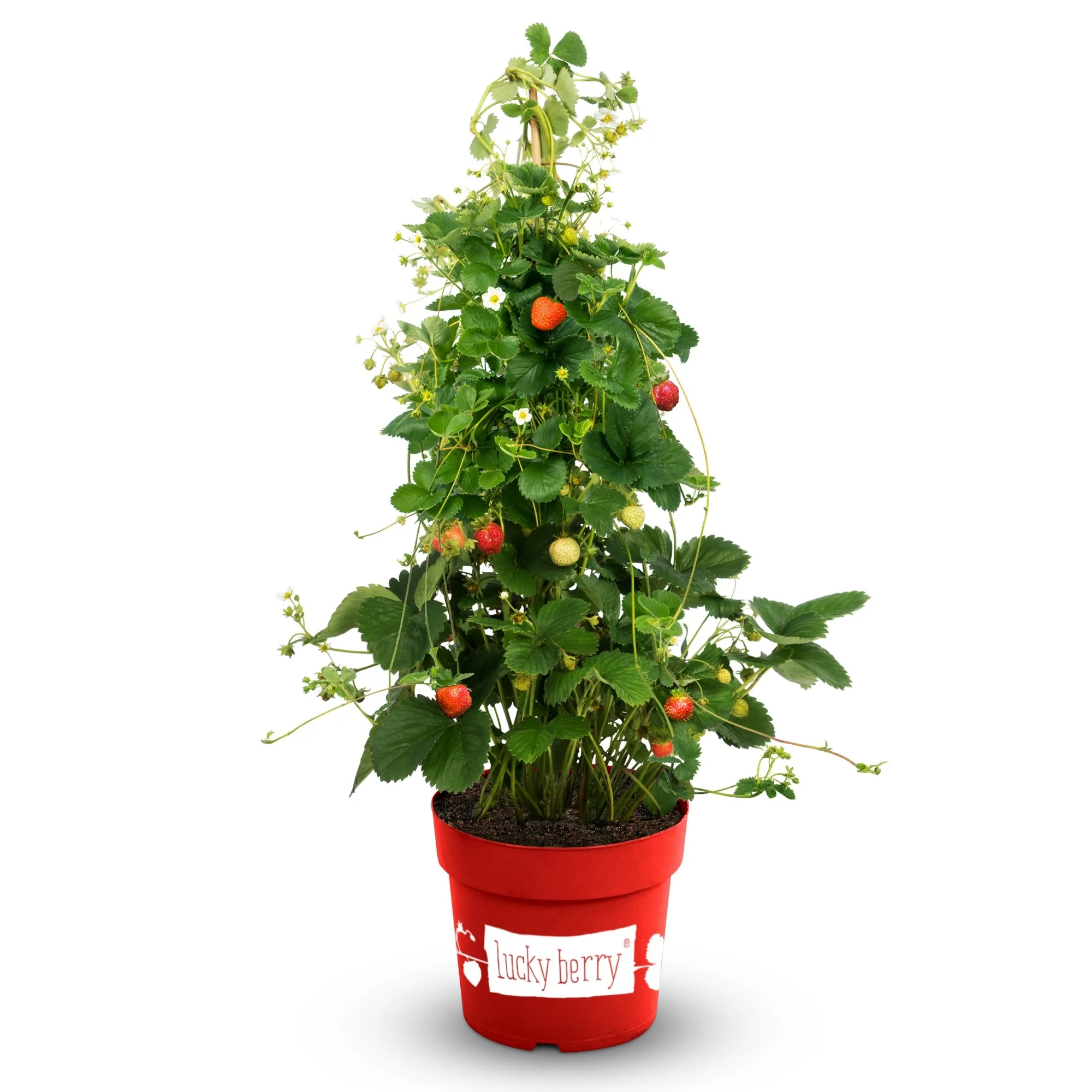 Erdbeere 'Lucky Berry®' - Image 4