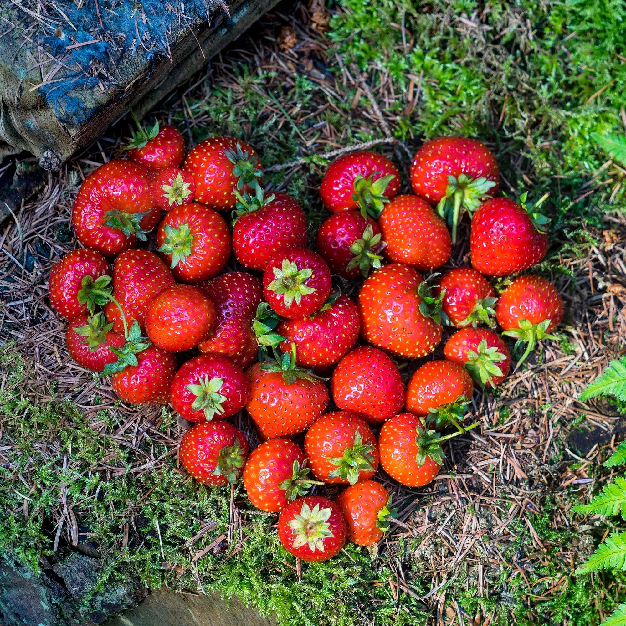 Erdbeere 'Lucky Berry®' - Image 5