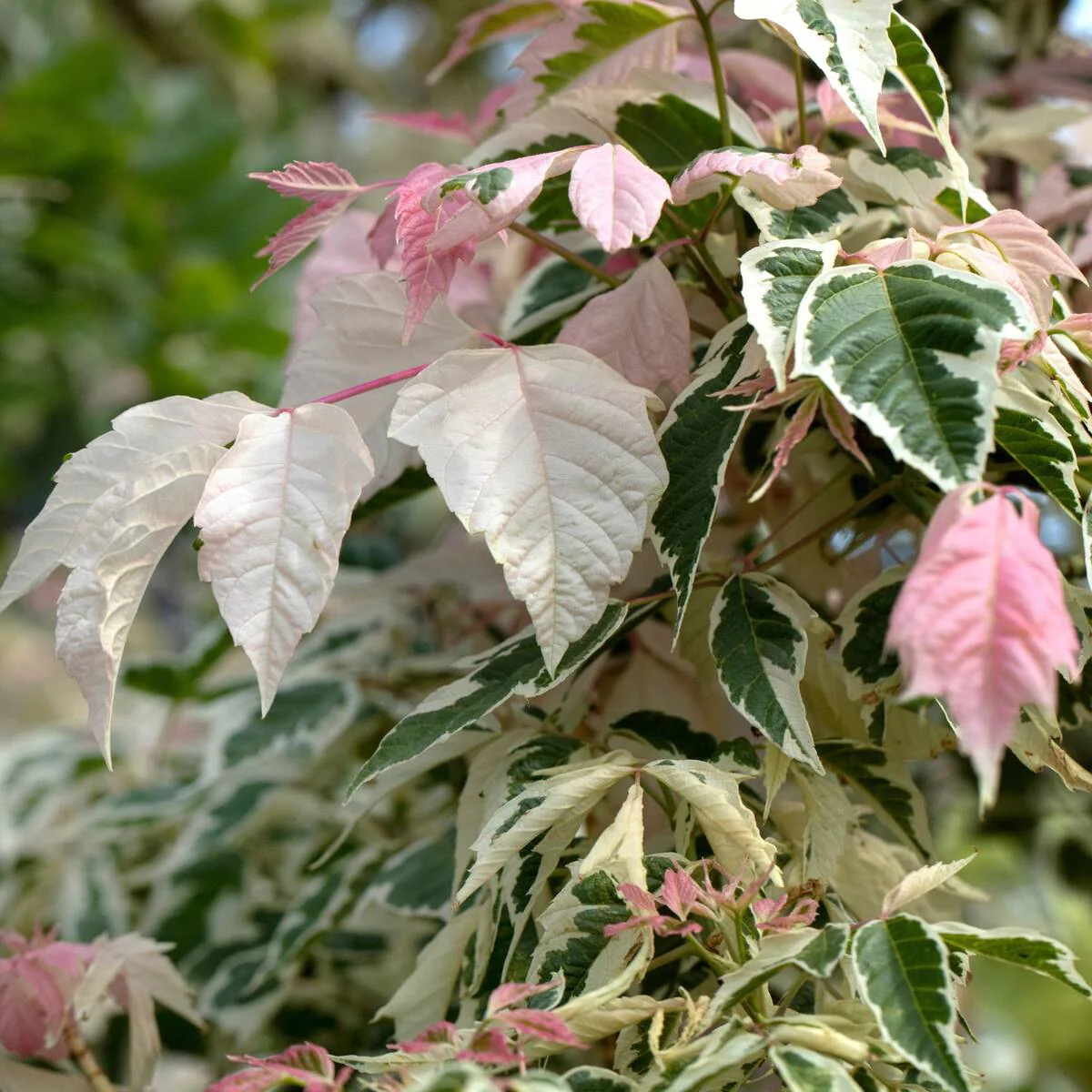 Eschenahorn 'Flamingo'