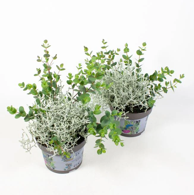 Eucalypthus & Calocephalus "EuCaLo®"